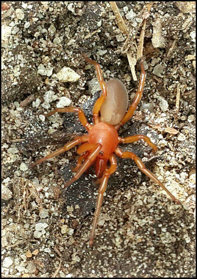 Image de Dysdera crocata C. L. Koch 1838