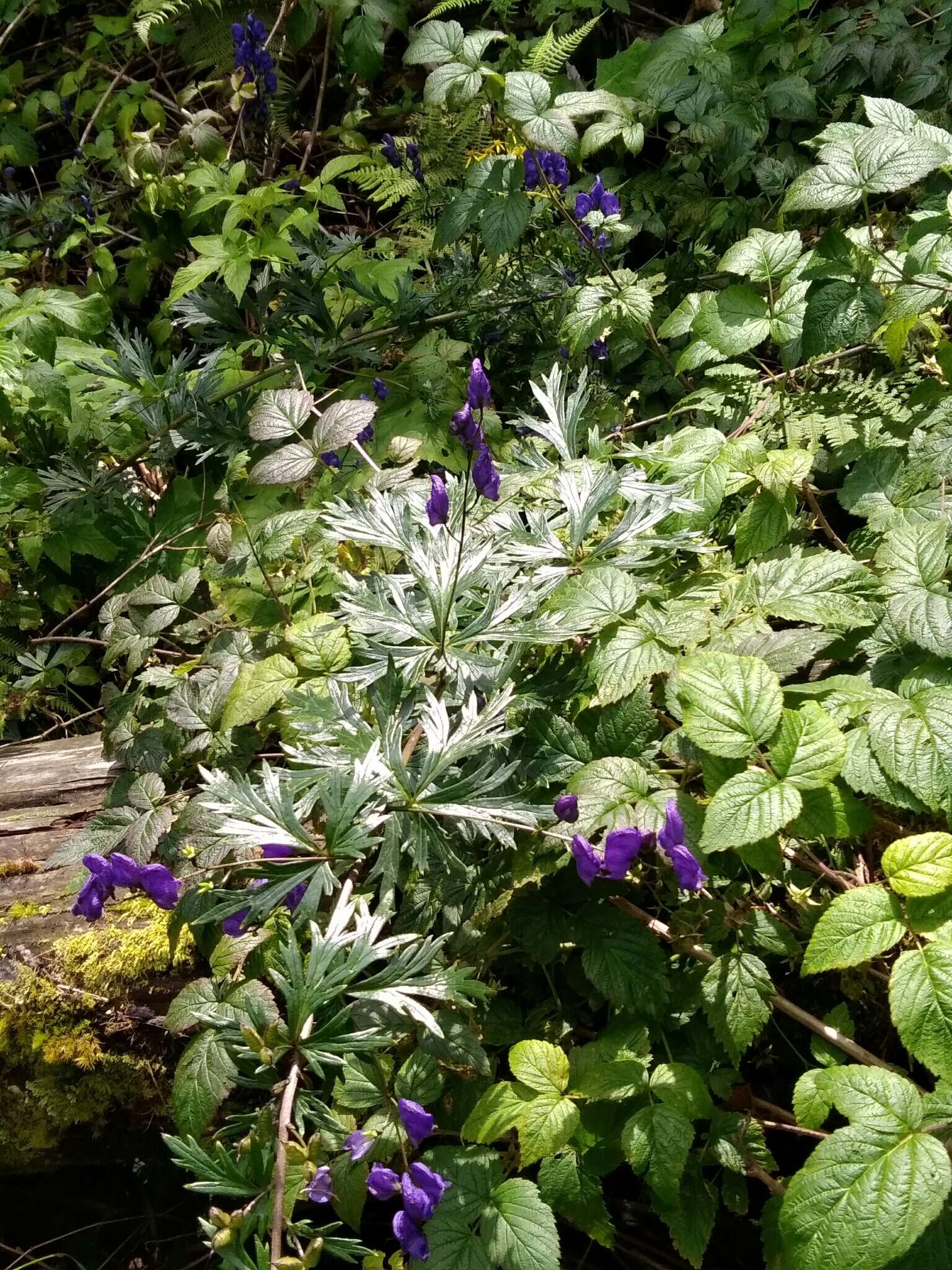 Imagem de Aconitum plicatum Koehler ex Reichb.