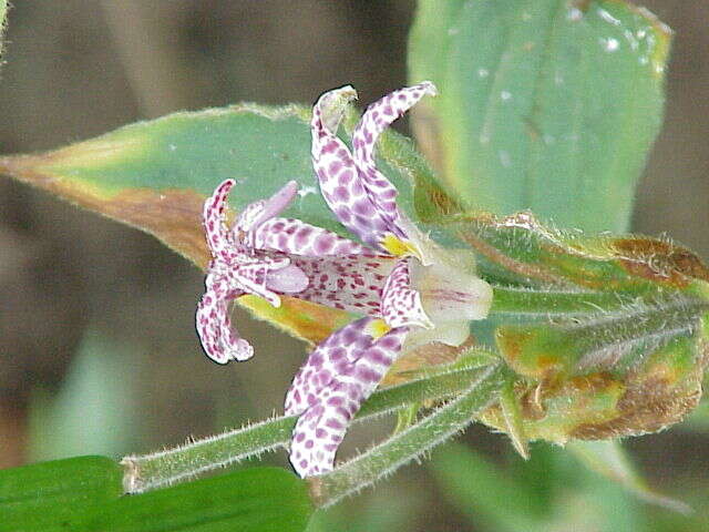 Image of toad lily