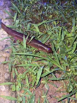 Image of Eastern Mud Salamander