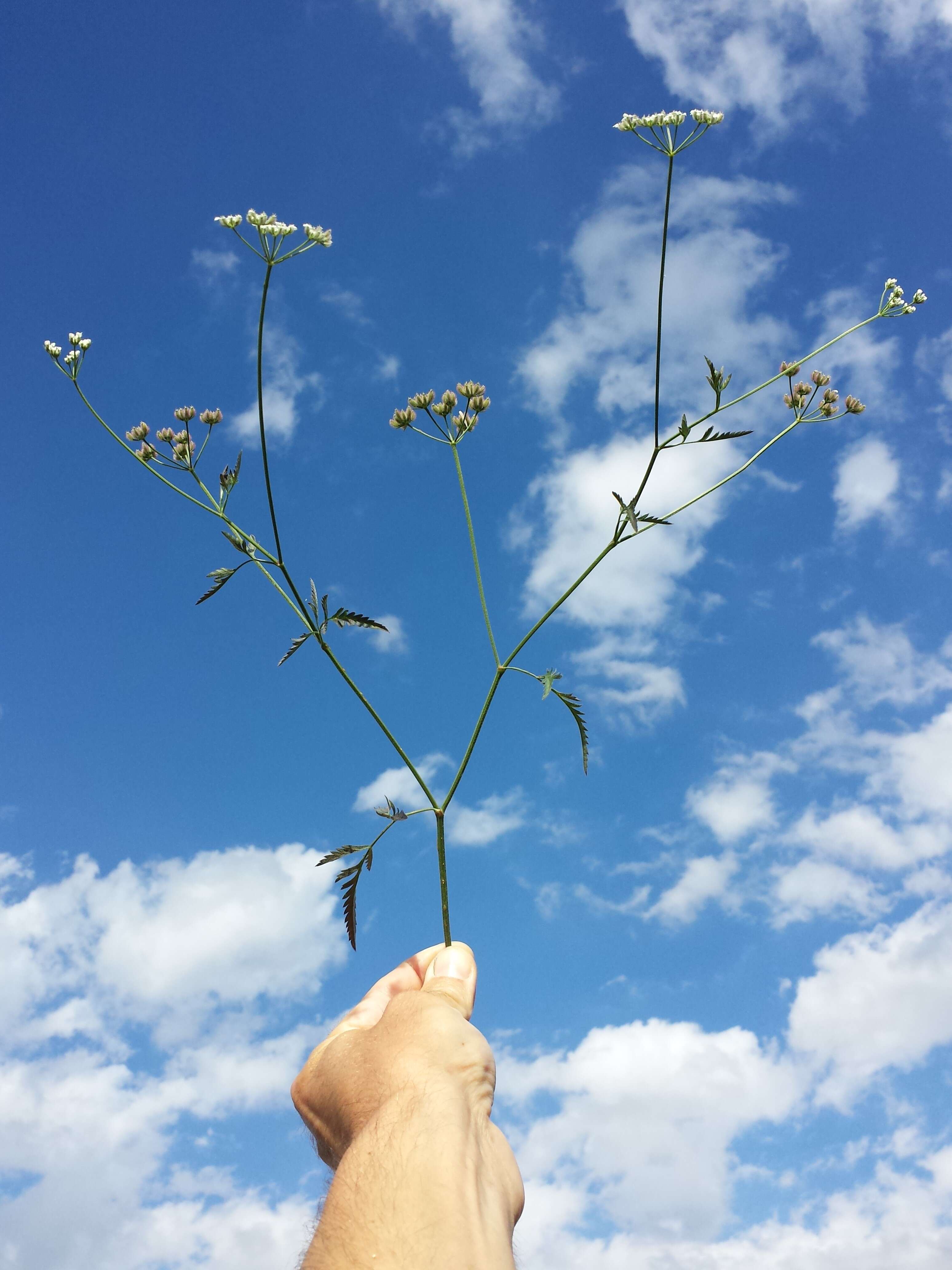 Image of spreading hedgeparsley