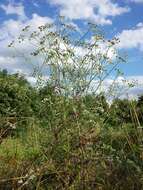 Image of spreading hedgeparsley