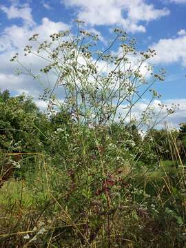 Image of spreading hedgeparsley