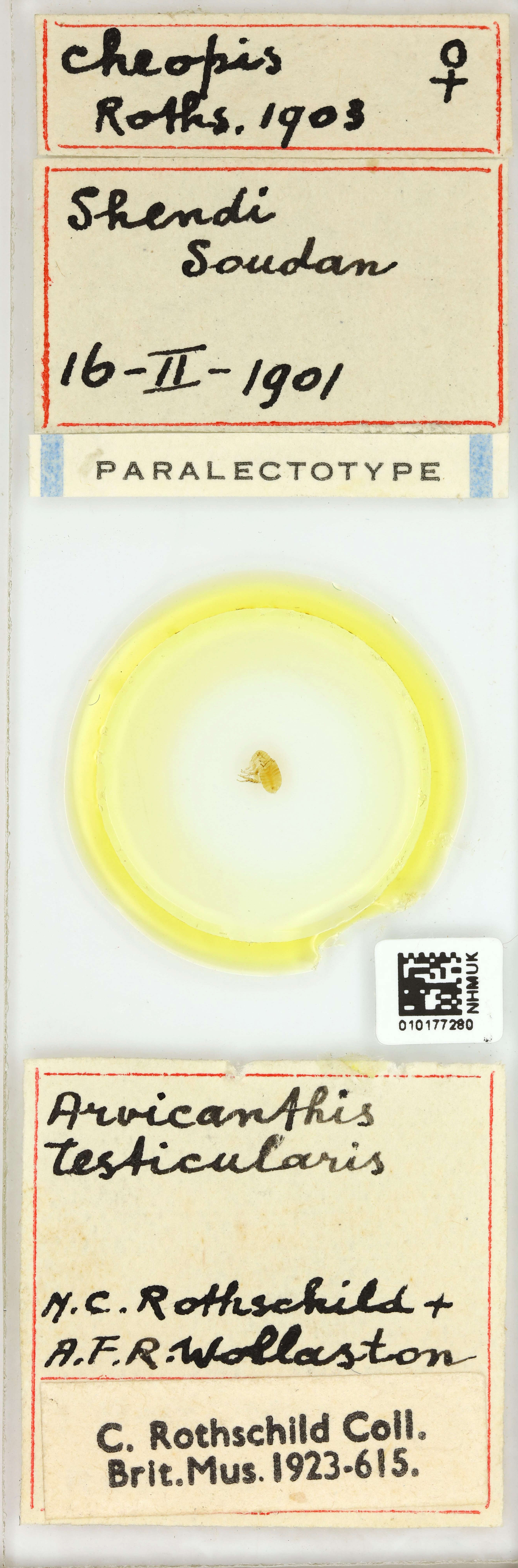 Image of Oriental rat flea