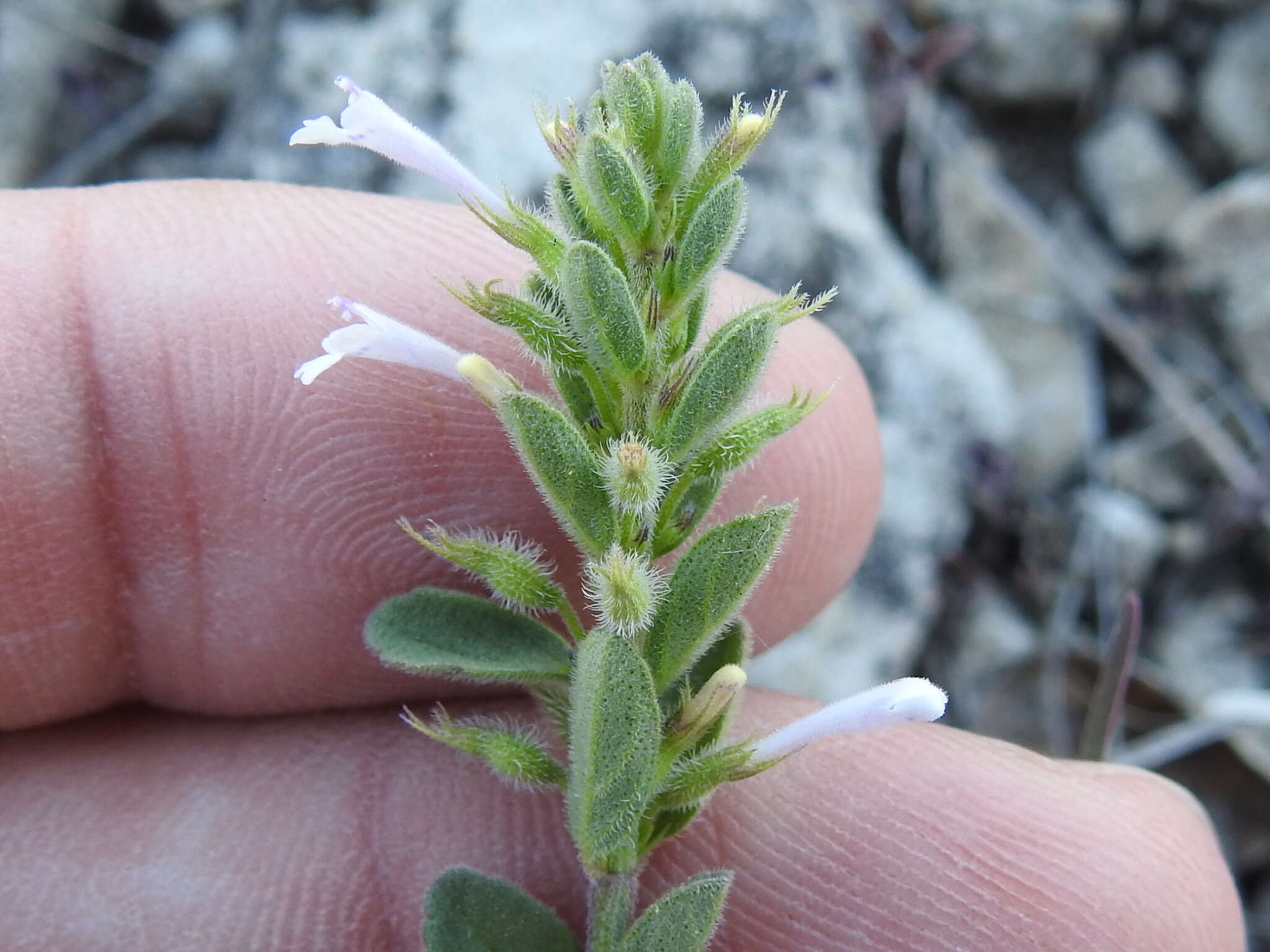 Hedeoma reverchonii (A. Gray) A. Gray resmi