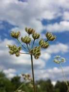 Image of spreading hedgeparsley