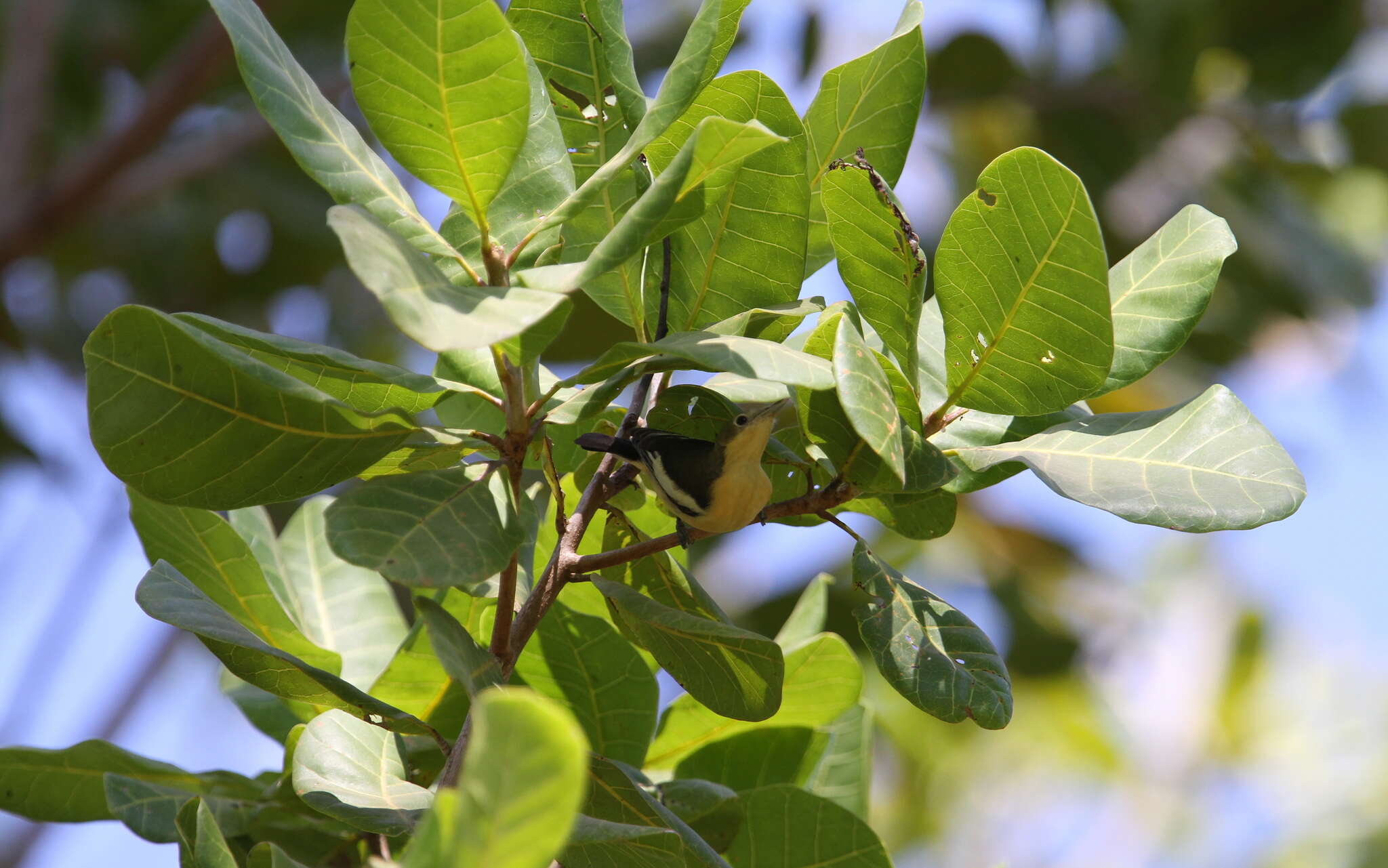 Image of Yellow-bellied Hyliota