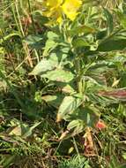 Image of Dotted Loosestrife