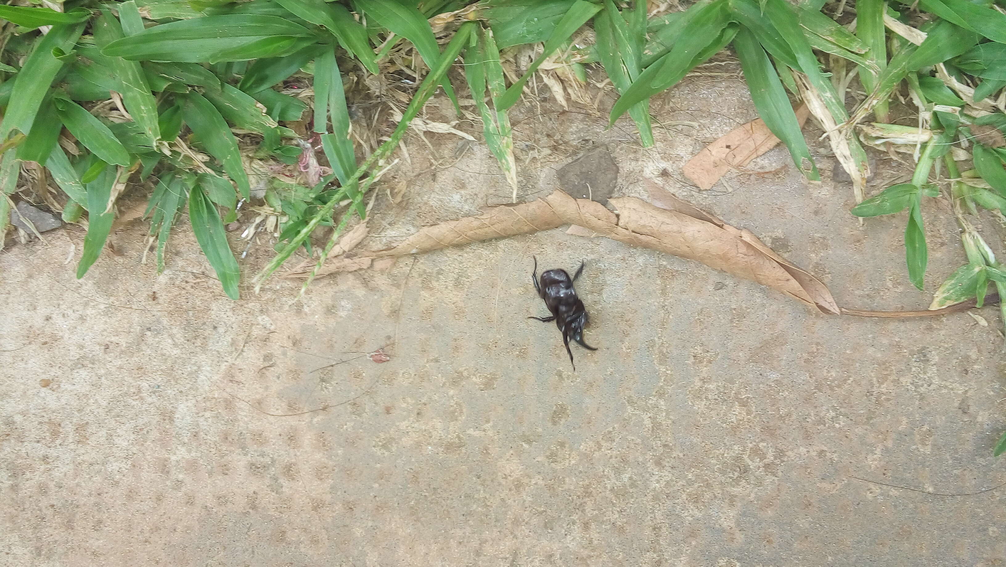 Image of European rhinoceros beetle