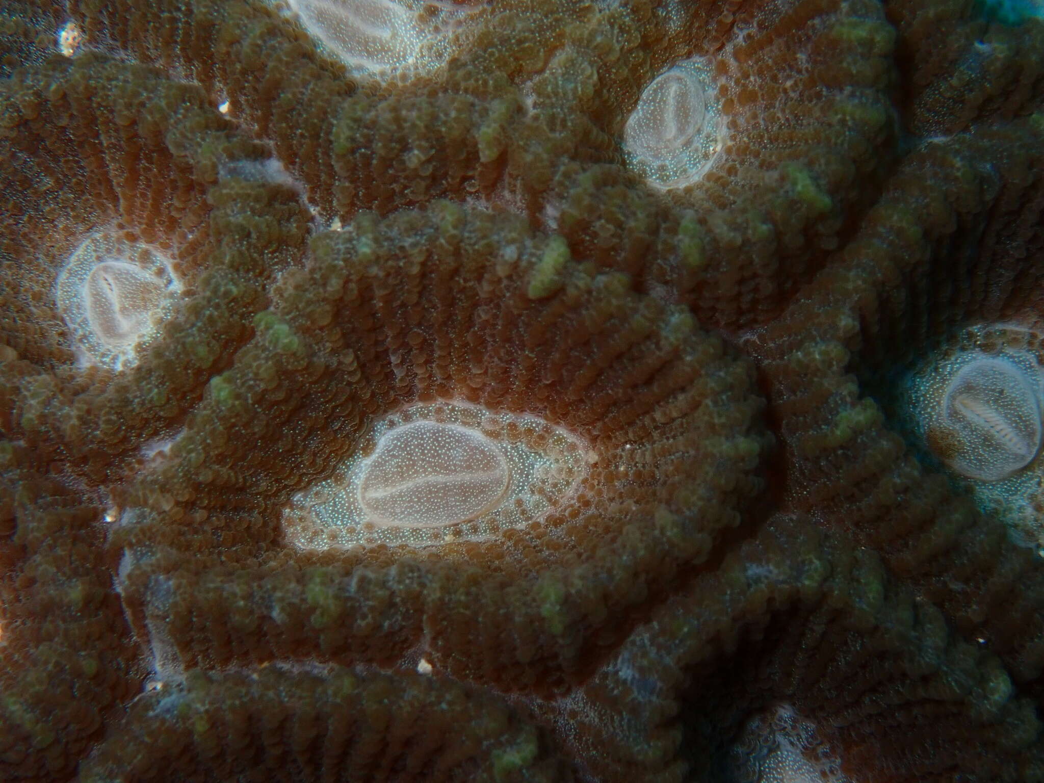 صورة Astraeosmilia maxima