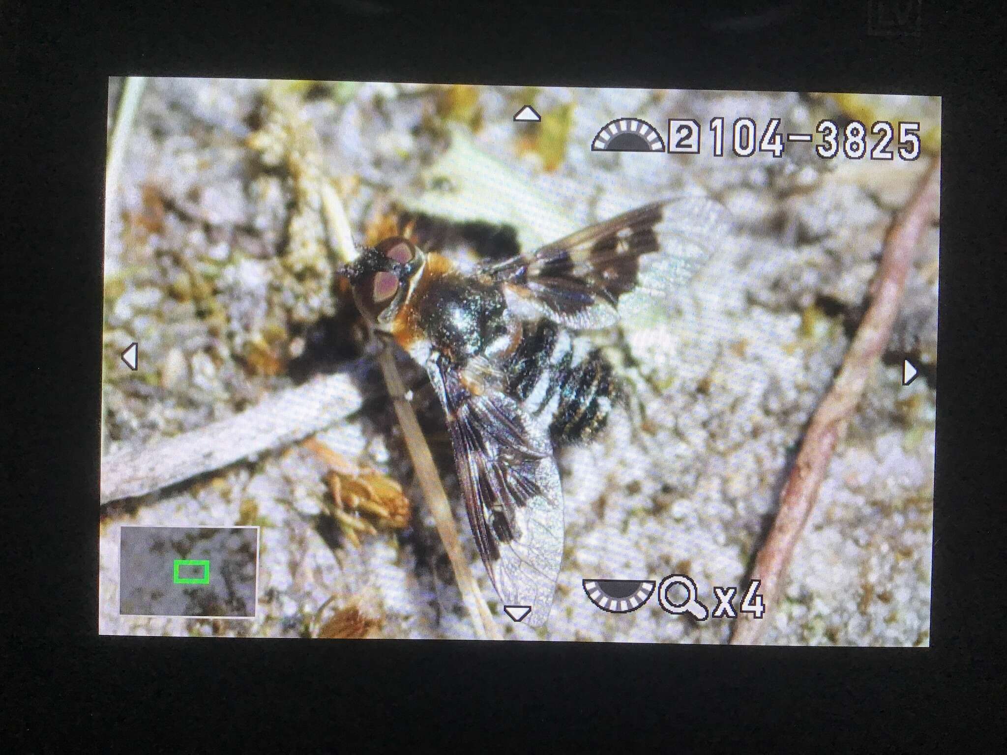 Image of Mottled bee-fly