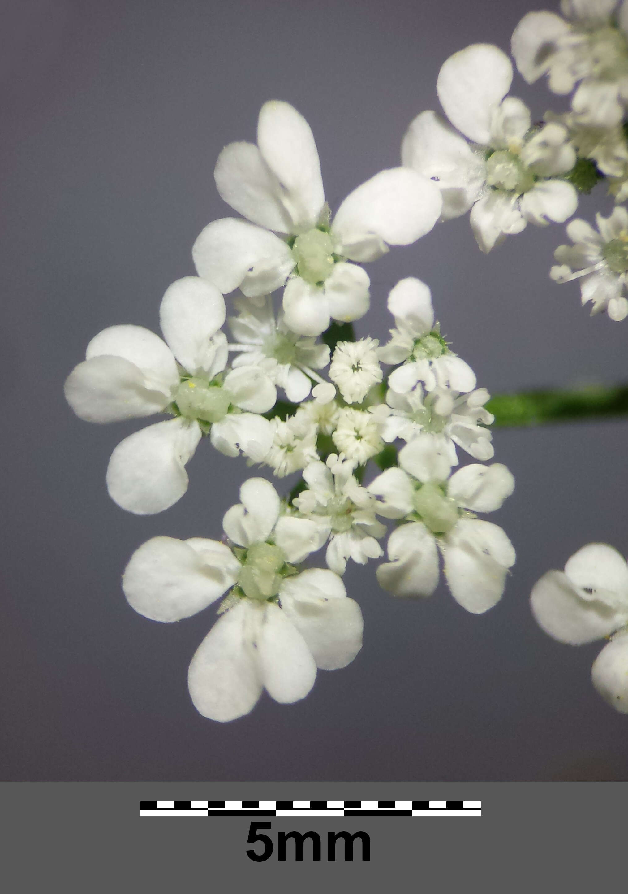 Image of spreading hedgeparsley