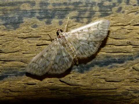 Image de Herpetogramma pertextalis Lederer 1863