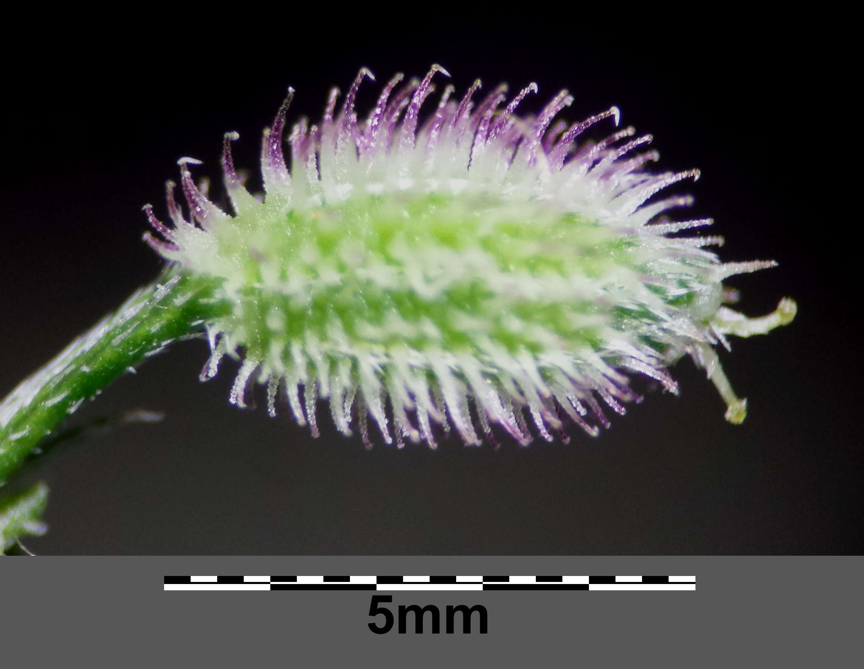 Image of spreading hedgeparsley