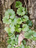 Image of Glechoma hederacea L.