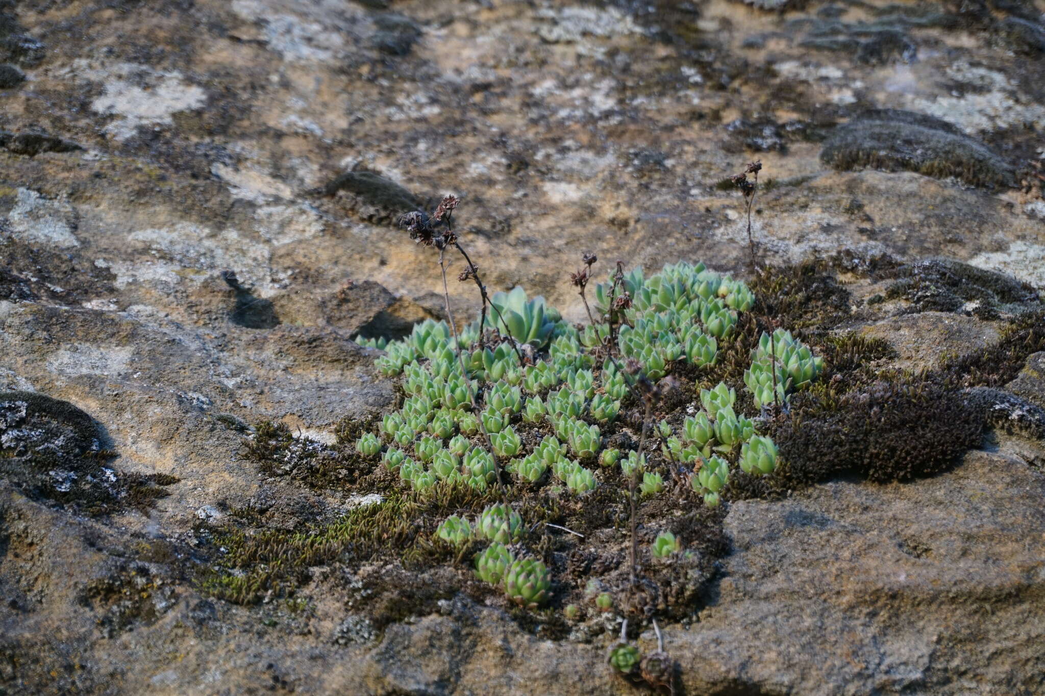 Image of Sempervivum caucasicum Rupr. ex Boiss.