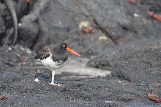 Image de Haematopus palliatus galapagensis Ridgway 1886