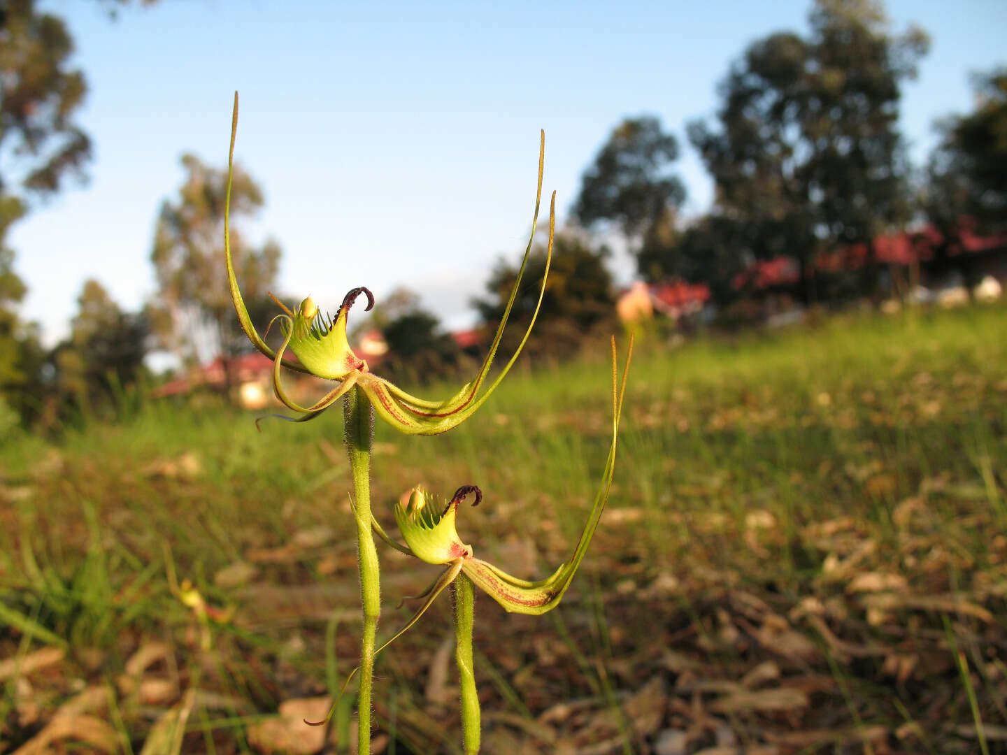 Caladenia attingens Hopper & A. P. Br. resmi