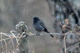 Knipolegus striaticeps (d'Orbigny & Lafresnaye 1837)的圖片