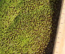 Image of tortella moss