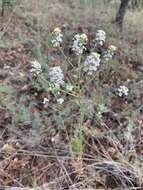 Image de Lepidium alyssoides A. Gray