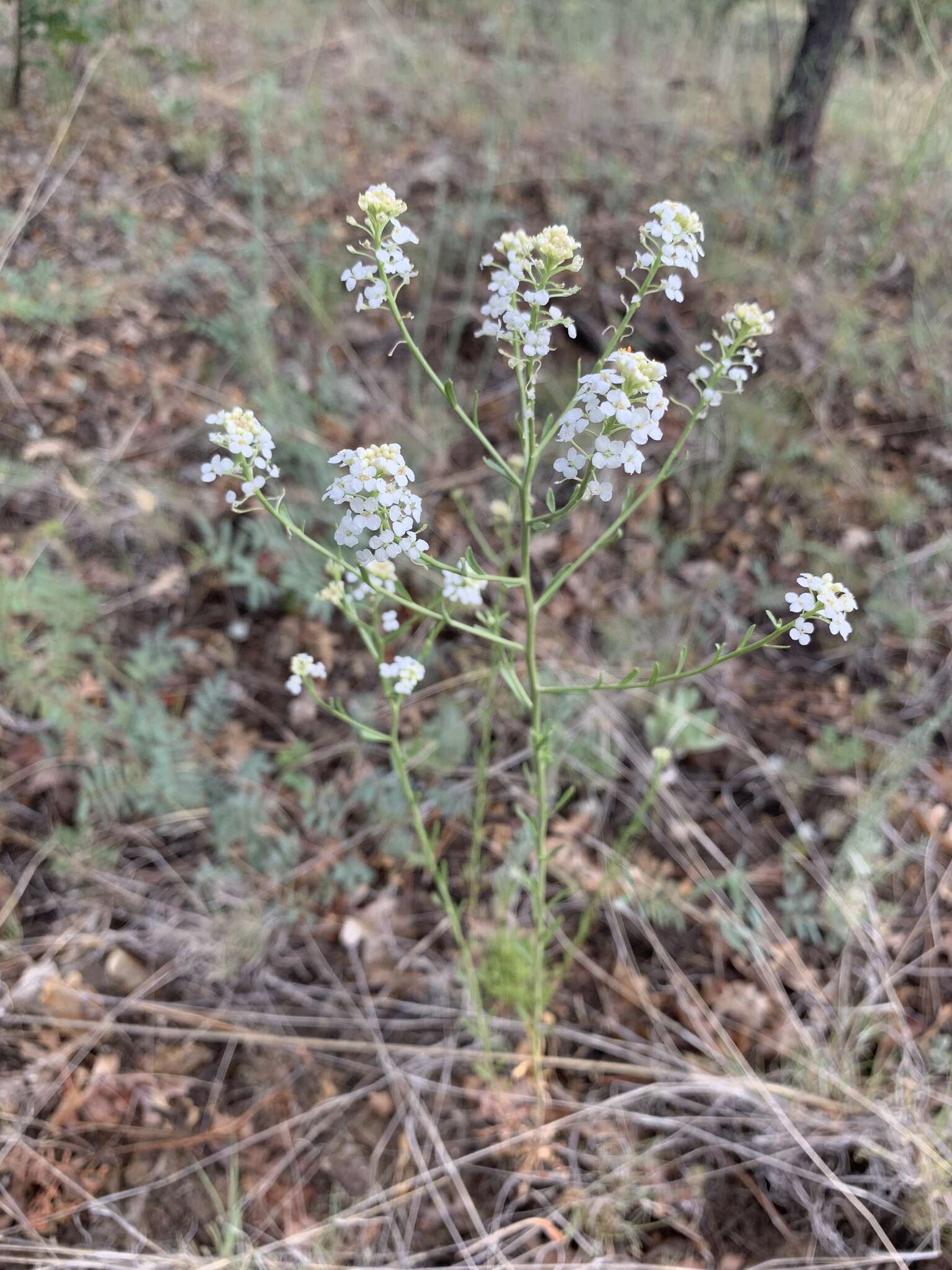 Sivun Lepidium alyssoides A. Gray kuva