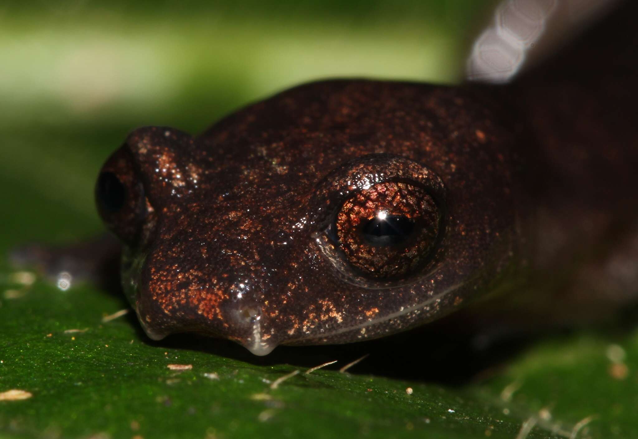 Image of Conant's Mushroomtongue Salamander