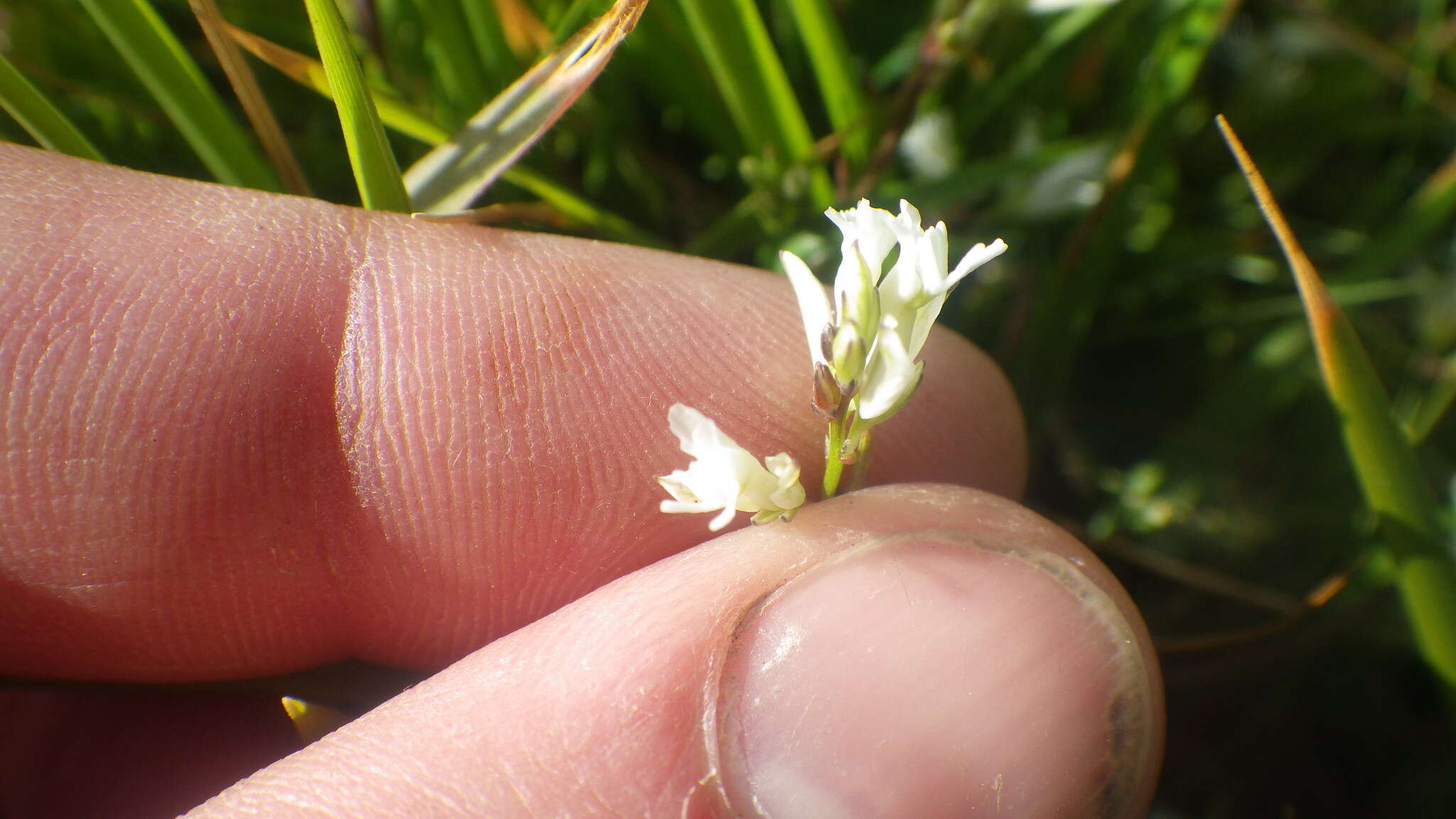 Sivun Polygala vulgaris subsp. vulgaris kuva