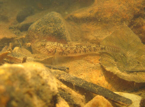 Image of Amur goby