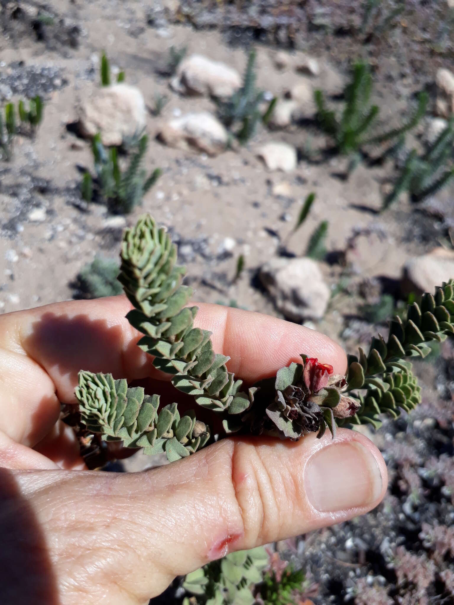 Image of Hermannia trifoliata L.