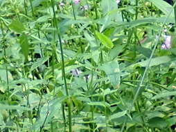 Image of Slender-Leaf False Dragonhead