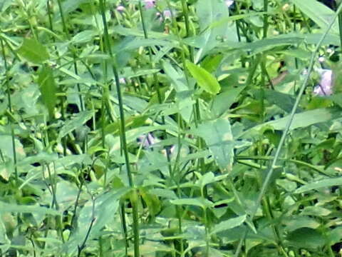 Image of Slender-Leaf False Dragonhead