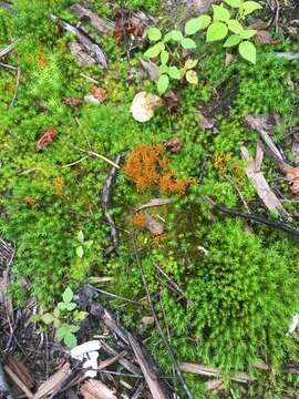 Image of ambiguous trematodon moss