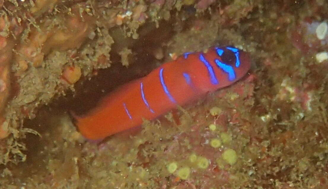 Image of Bluebanded goby