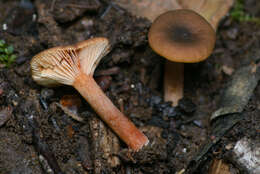 Imagem de Lactarius occidentalis A. H. Sm. 1960