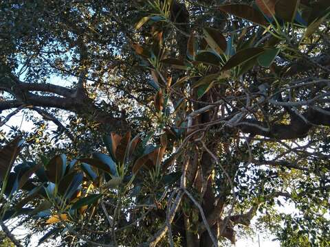 Imagem de Ficus macrophylla subsp. macrophylla