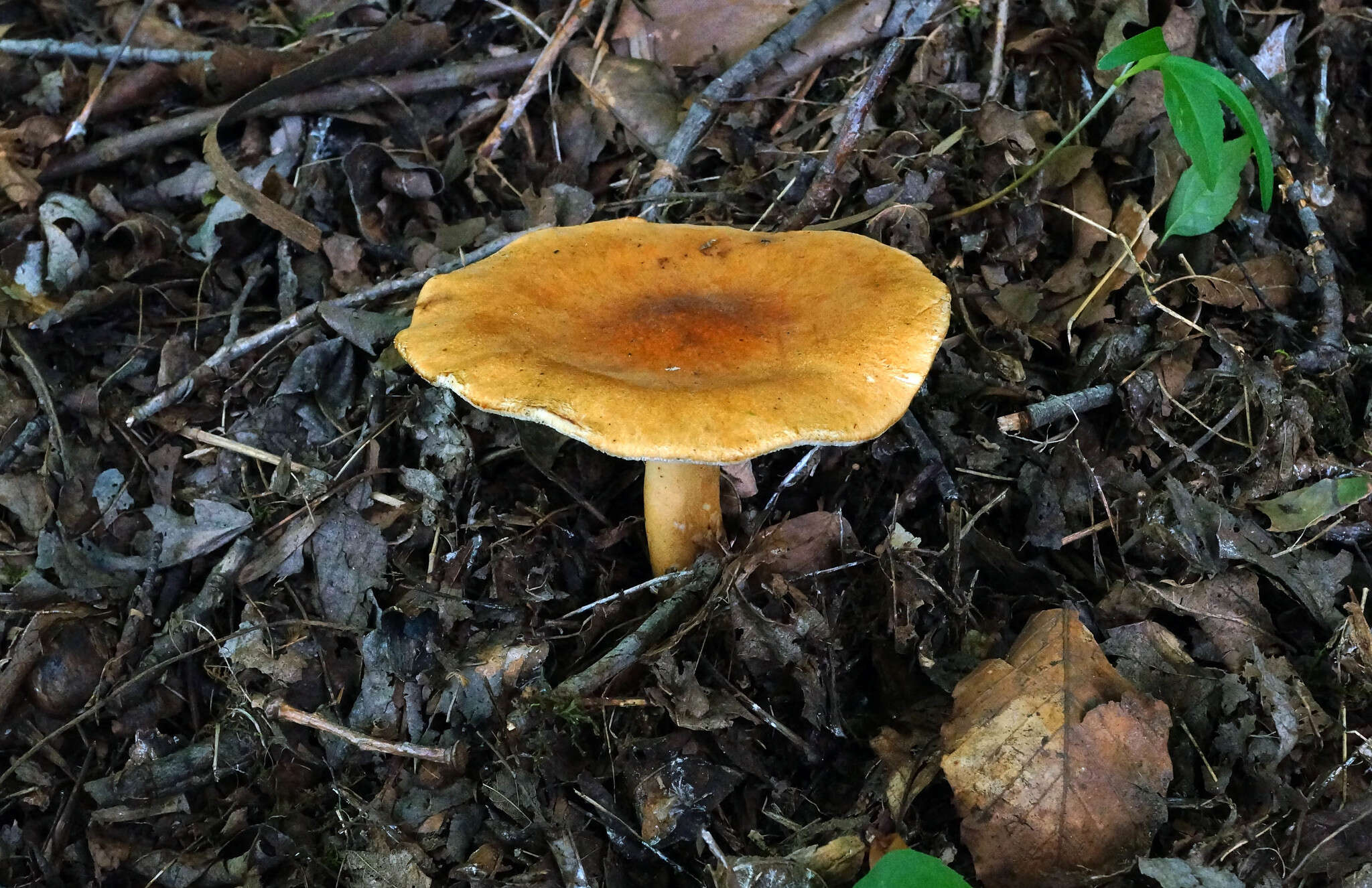 Polyporus radicatus Schwein. 1832 resmi