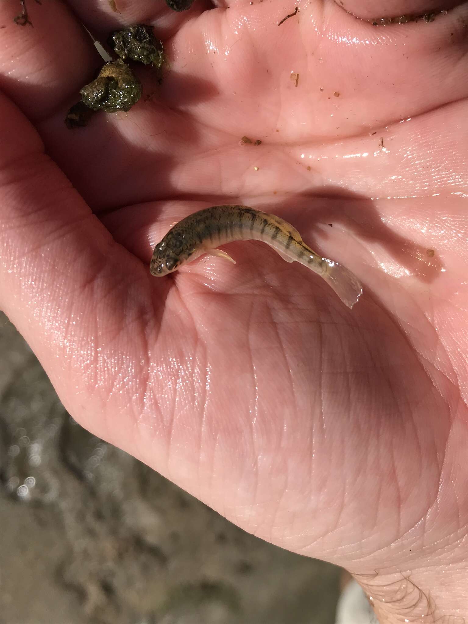 Image of Northern plains killifish