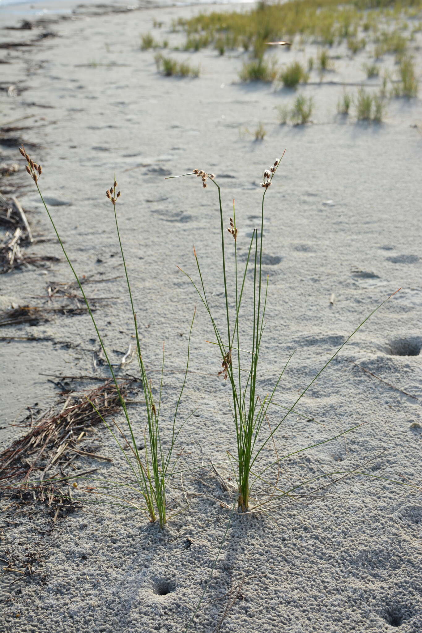 Image of Marsh Fimbry