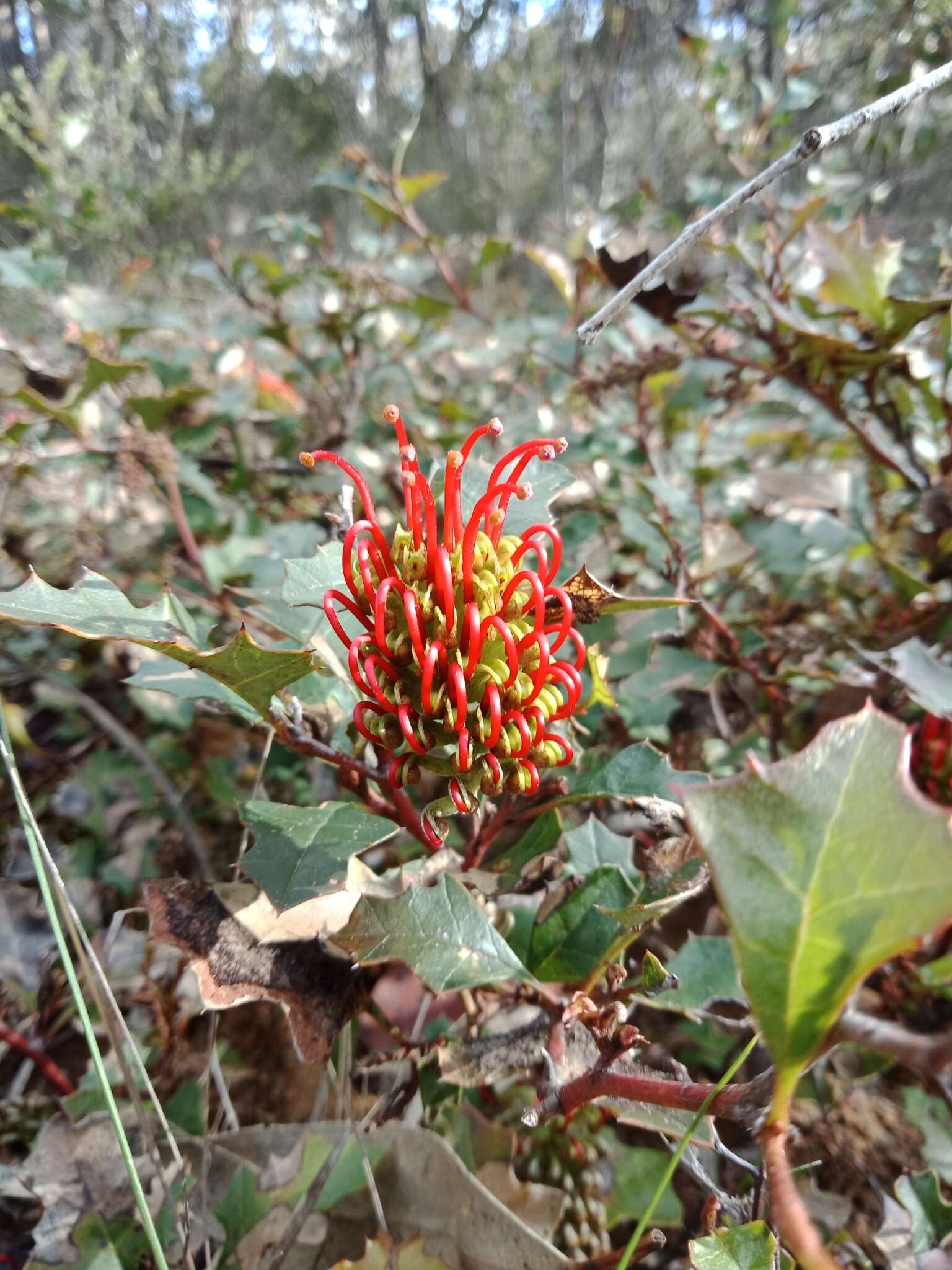 Plancia ëd Grevillea steiglitziana N. A. Wakefield