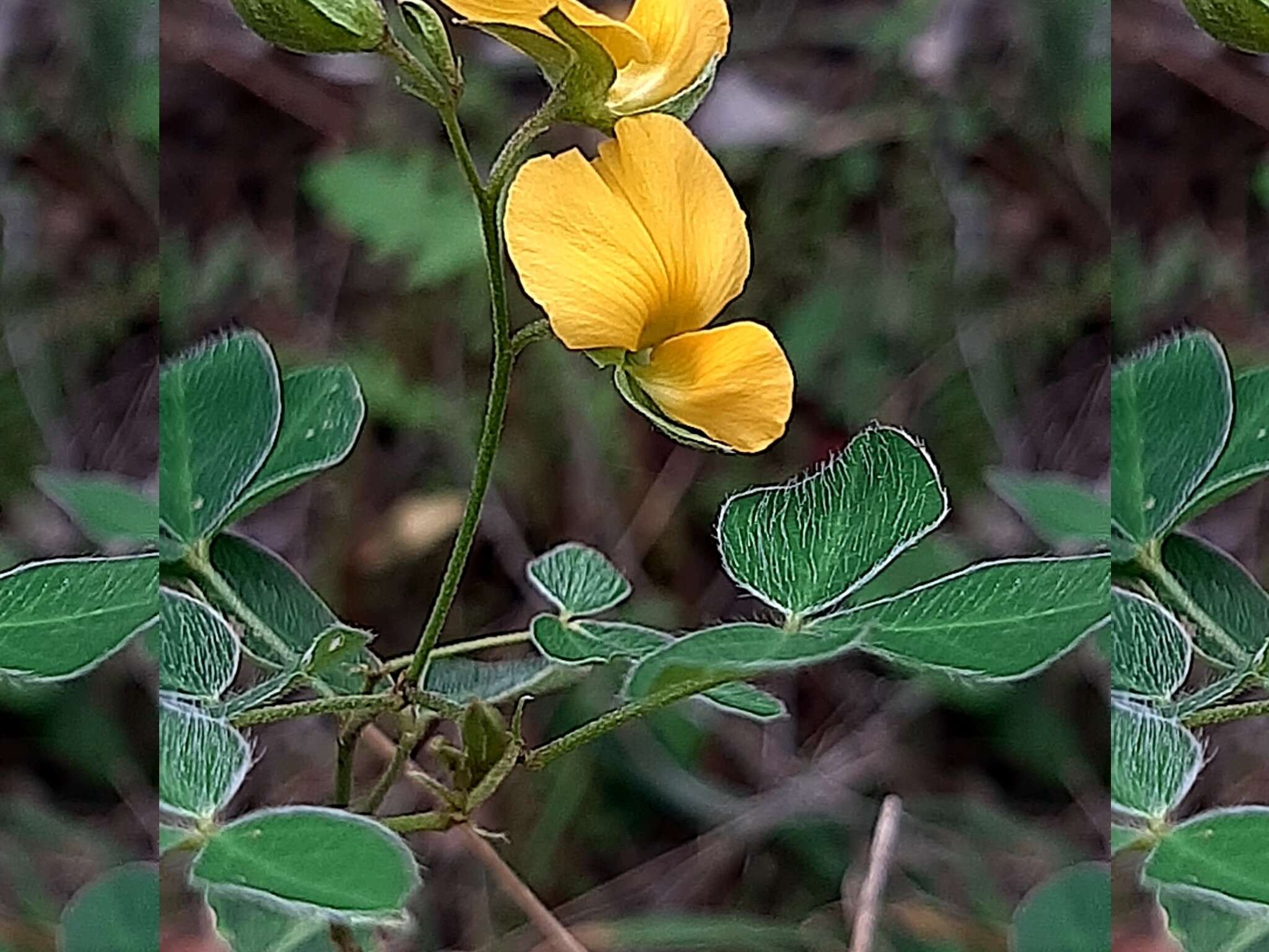 Слика од Argyrolobium tomentosum (Andrews) Druce