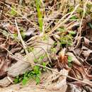 Image of Southern Meadow-Rue