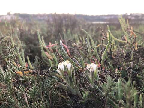 Image de Chloropyron maritimum subsp. maritimum