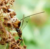 Megastigmus aculeatus (Swederus 1795) resmi