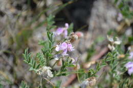 Image of dwarf milkvetch