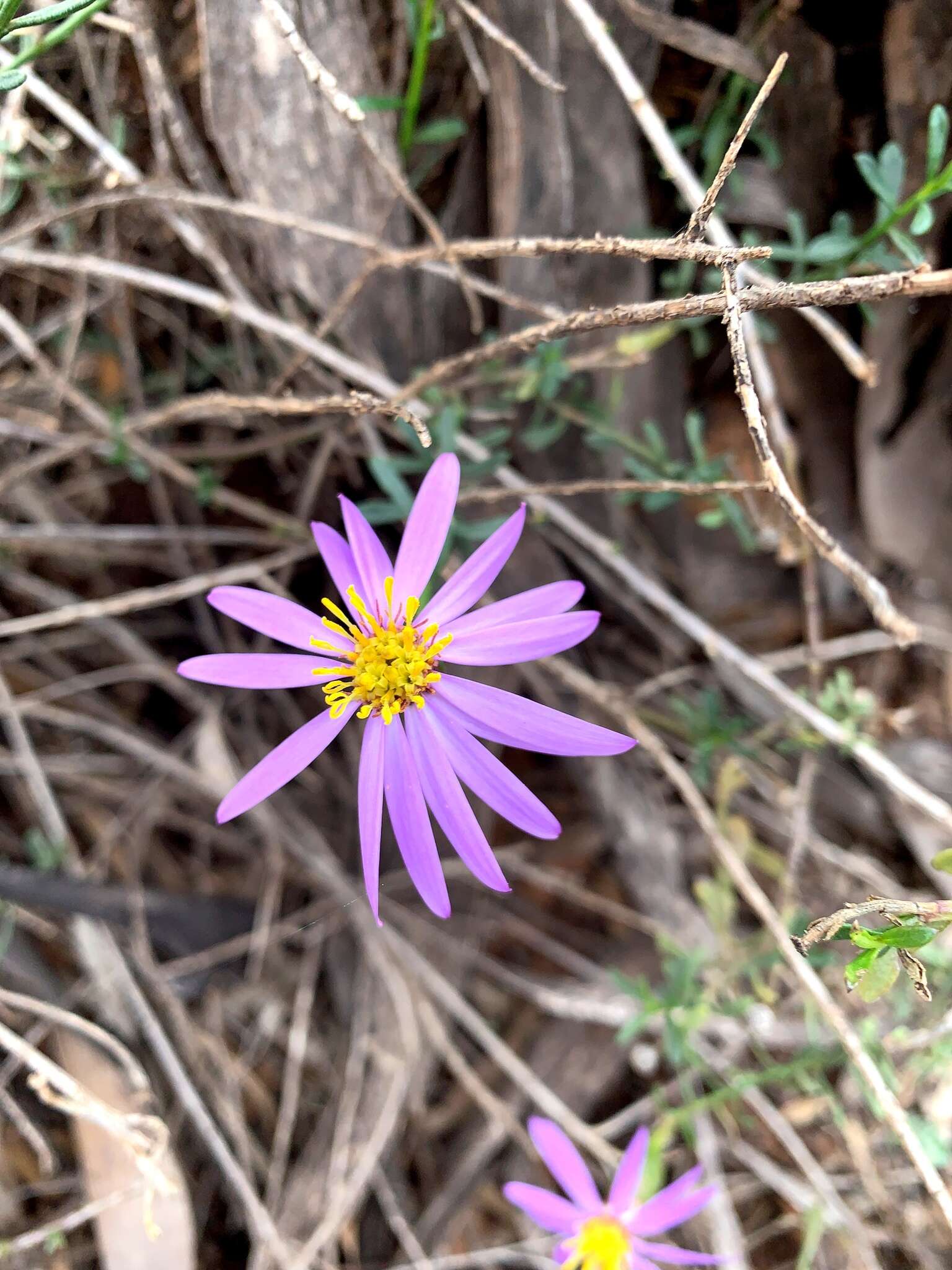 Image of Olearia magniflora F. Müll.