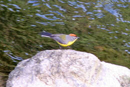 Image of Brown-capped Redstart