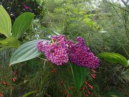 Image of showy medinilla