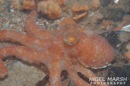 Image of southern white-spot octopus