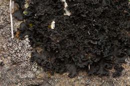 Image of leptochidium lichen